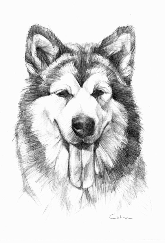570x838 Pin By Ena Skoric On Husky Pet Portraits, Drawings - Dog Black And White Sketch