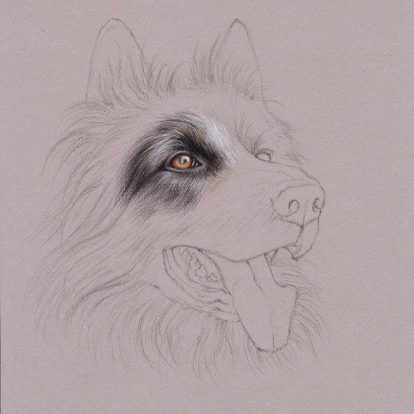 600x600 Uart Tip Drawing Fur With Colored Pencils Step By Step - Dog Black And White Sketch