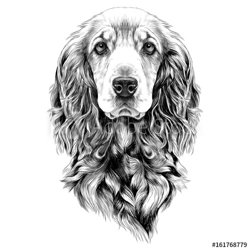 500x500 Dog Breed Cocker Spaniel Muzzle, Sketch Vector Graphics Black And - Dog Black And White Sketch