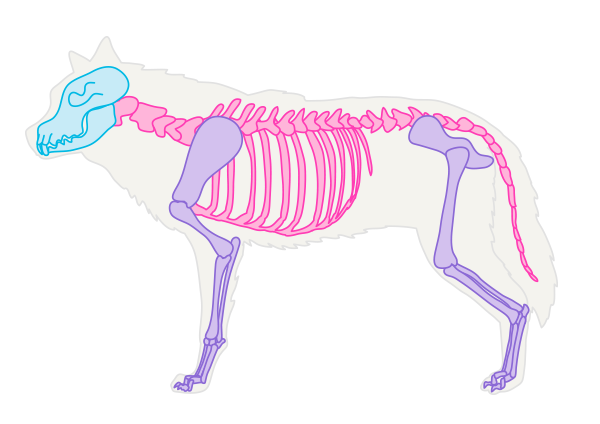 600x424 How To Draw Animals Dogs And Wolves, And Their Anatomy - Dog Bone Sketch