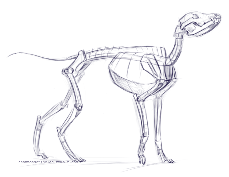 746x577 Quick Dog Skeleton. Looks Like He Is Still... Animal Anatomy - Dog Bone Sketch