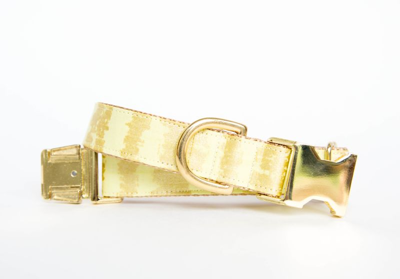 800x559 Citron And Gold Sketch Dog Collar - Dog Collar Sketch