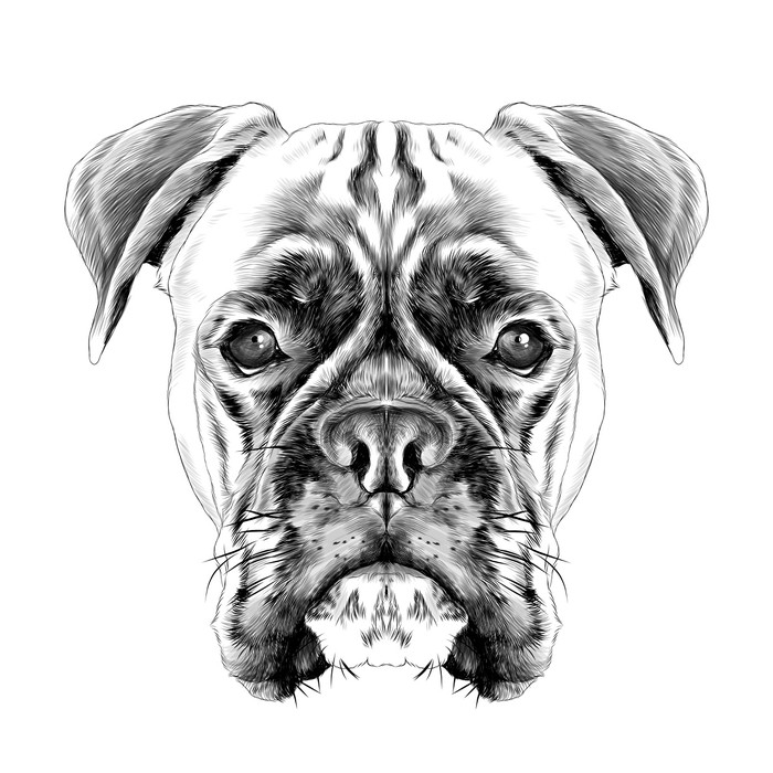 700x700 The Head Of The Dog Breed Boxer Dog Collar C A Vector Sketch - Dog Collar Sketch