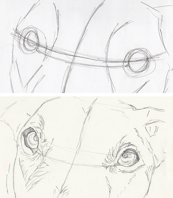 710x811 How To Draw Dog Eyes That Look Amazingly Realistic - Dog Eyes Sketch