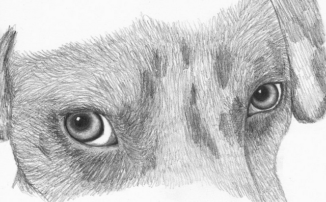 640x397 Catherine Gabriel Art Dog Eyes - Dog Eyes Sketch