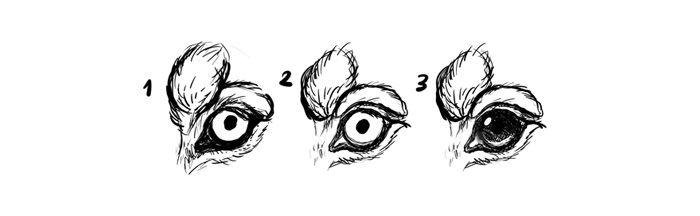 700x216 How To Draw A Dog Details Make The Difference - Dog Eyes Sketch