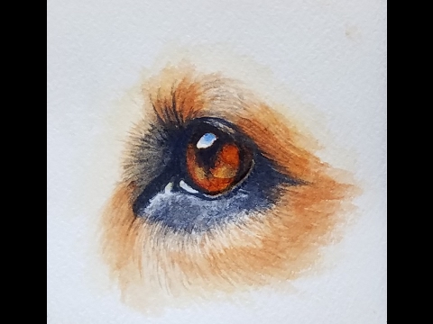 480x360 How To Paint A Realistic Dog Eye In Watercolor - Dog Eyes Sketch
