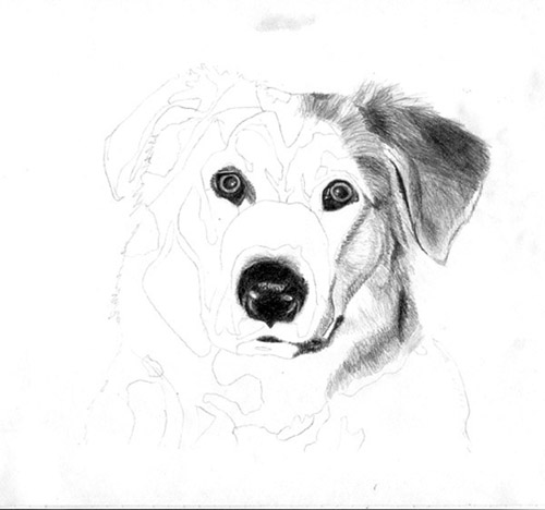 500x468 Sadie Step By Step Pencil Drawing Of Dog - Dog Eyes Sketch