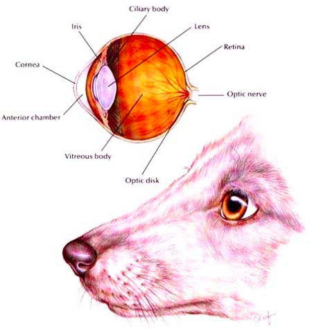 450x475 Canine Eyes Blog Carlson Animal Hospital, Oak Park - Dog Eyes Sketch