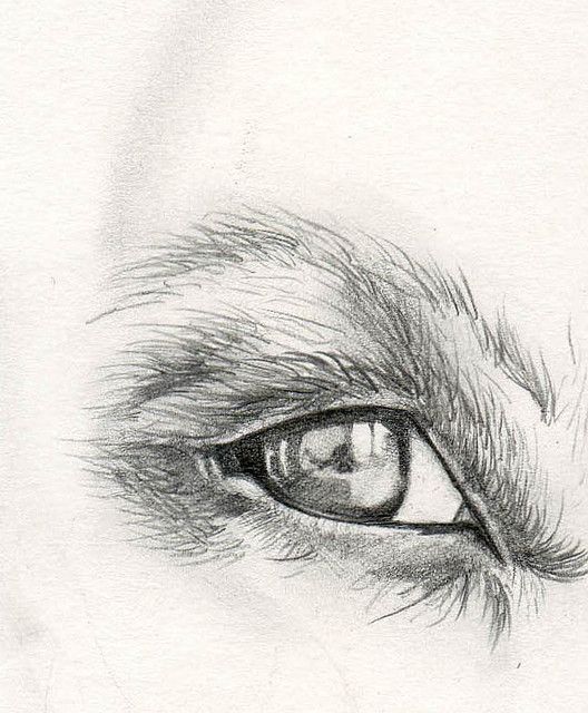 528x640 Dog Eye Reflection Reflections Drawings, Art And - Dog Eyes Sketch
