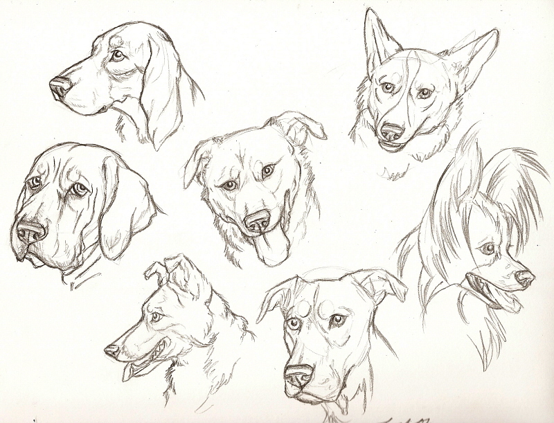 800x611 Dog Face Study By Rabastan - Dog Face Sketch