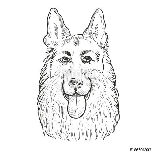 500x500 German Shepherd Dog Face Isolated On White Background. Working Dog - Dog Face Sketch