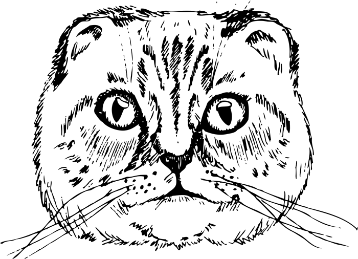 700x506 Scottish Fold Cat Face (Sketch Style) Dog, Cat Amp Fur Baby Stamps - Dog Face Sketch