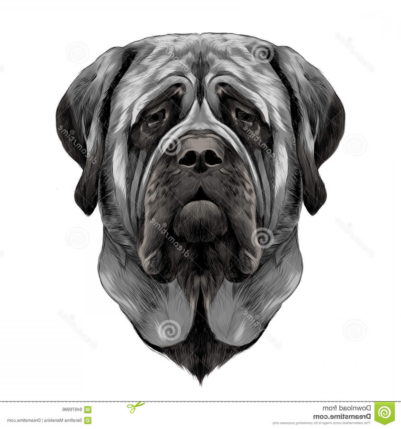 1560x1668 Stock Illustration Dog Face Sketch Vector Graphics Head Breed - Dog Face Sketch