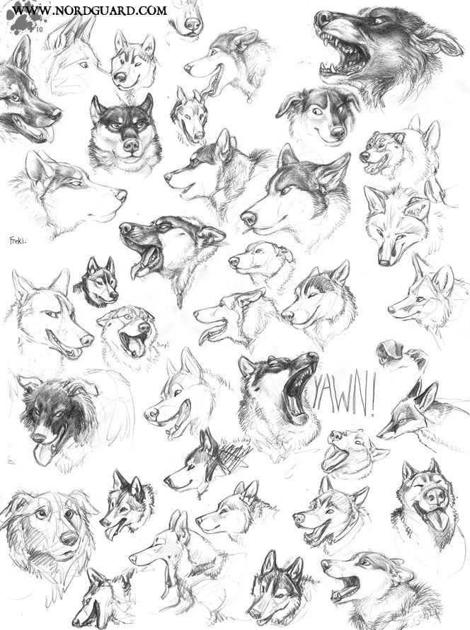 664x890 Dog Head Studies By ~screwbald Animal Anatomy - Dog Head Sketch