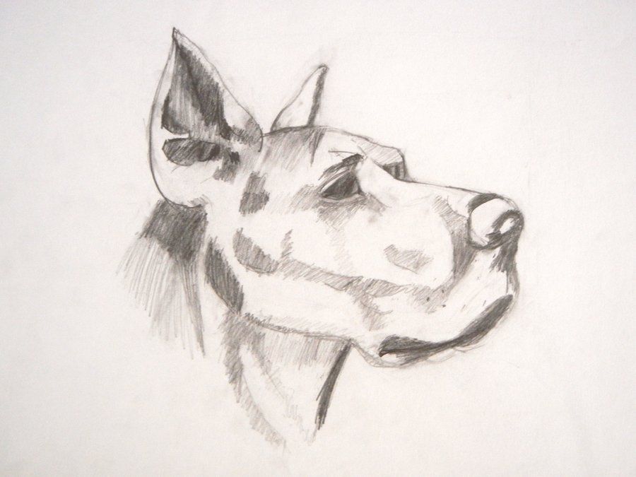 900x675 Dog Sketch Dog Head Sketch By Puretruth1103 Things To Draw - Dog Head Sketch