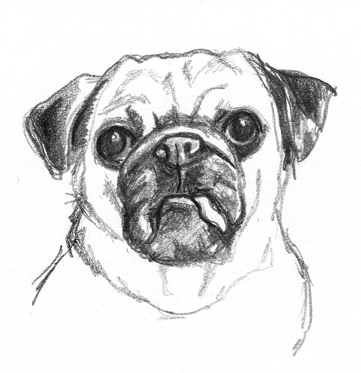 709x734 Dog Sketches - Dog Head Sketch