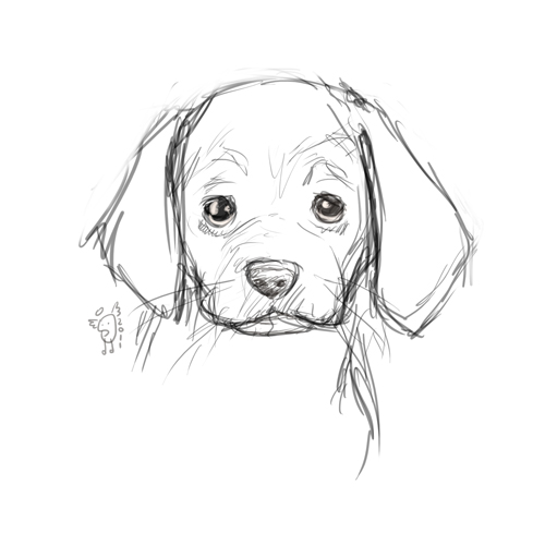 Dog Head Sketch at PaintingValley.com | Explore collection of Dog Head ...