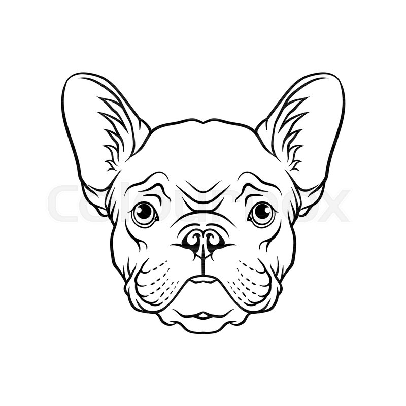 800x800 Black And White Sketch Of Pug Dogs Head, Face Of Pet Animal Hand - Dog Head Sketch