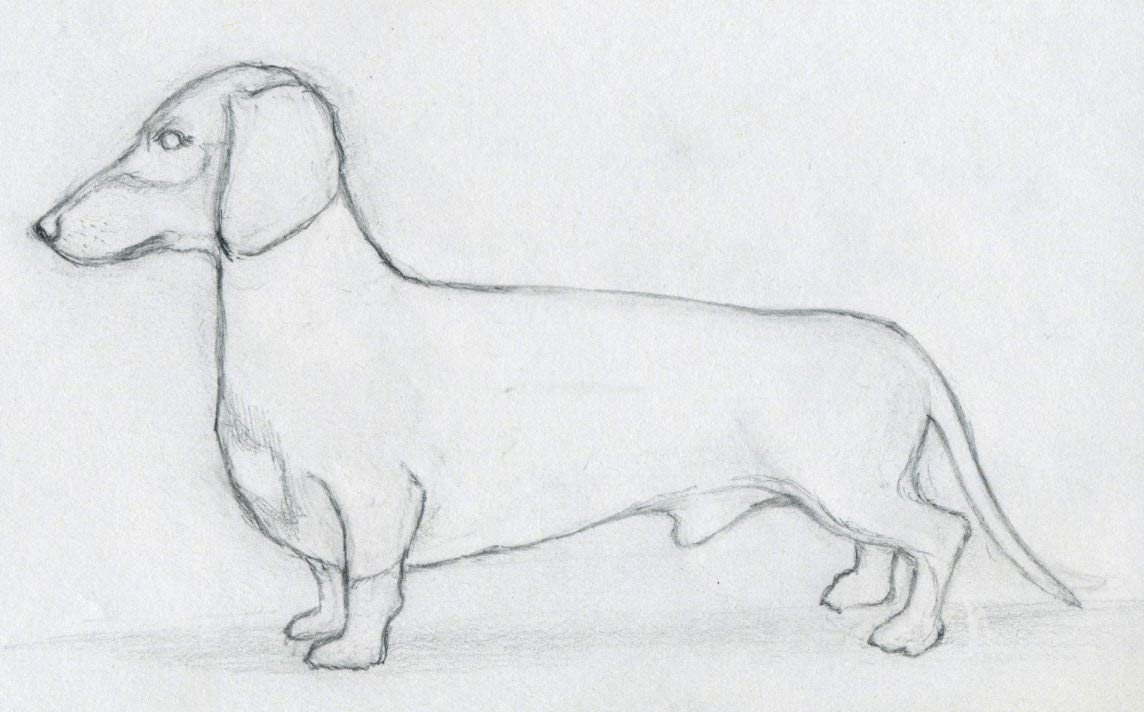 1144x712 How To Draw Dog - Dog Head Sketch