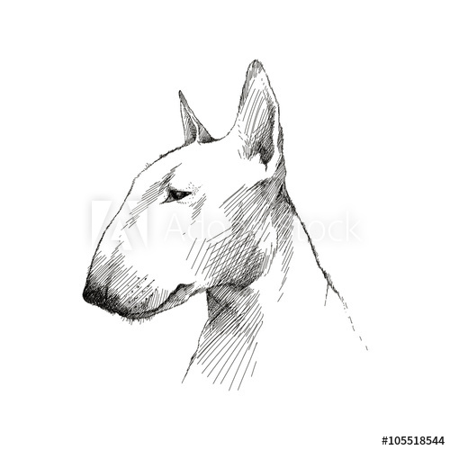 500x500 Vector Sketch Of English Bull Terrier Dog Head Profile Isolated On - Dog Head Sketch