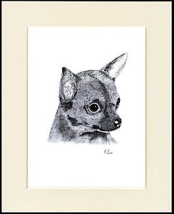 244x300 Chihuahua Charming Dog Head Study Sketch Print Mounted Ready To - Dog Head Sketch