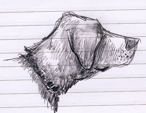 500x388 Dog Head Sketch On Tv Drawing Tonigh - Dog Head Sketch