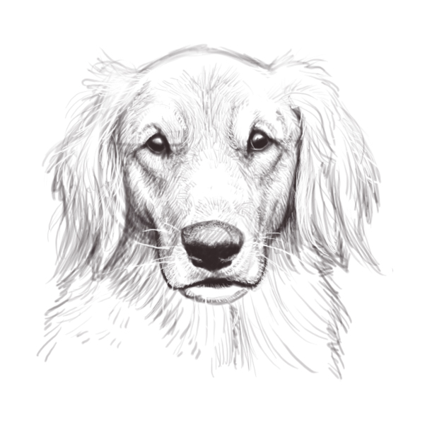 618x625 Dog Head Sketch By Firequill - Dog Head Sketch