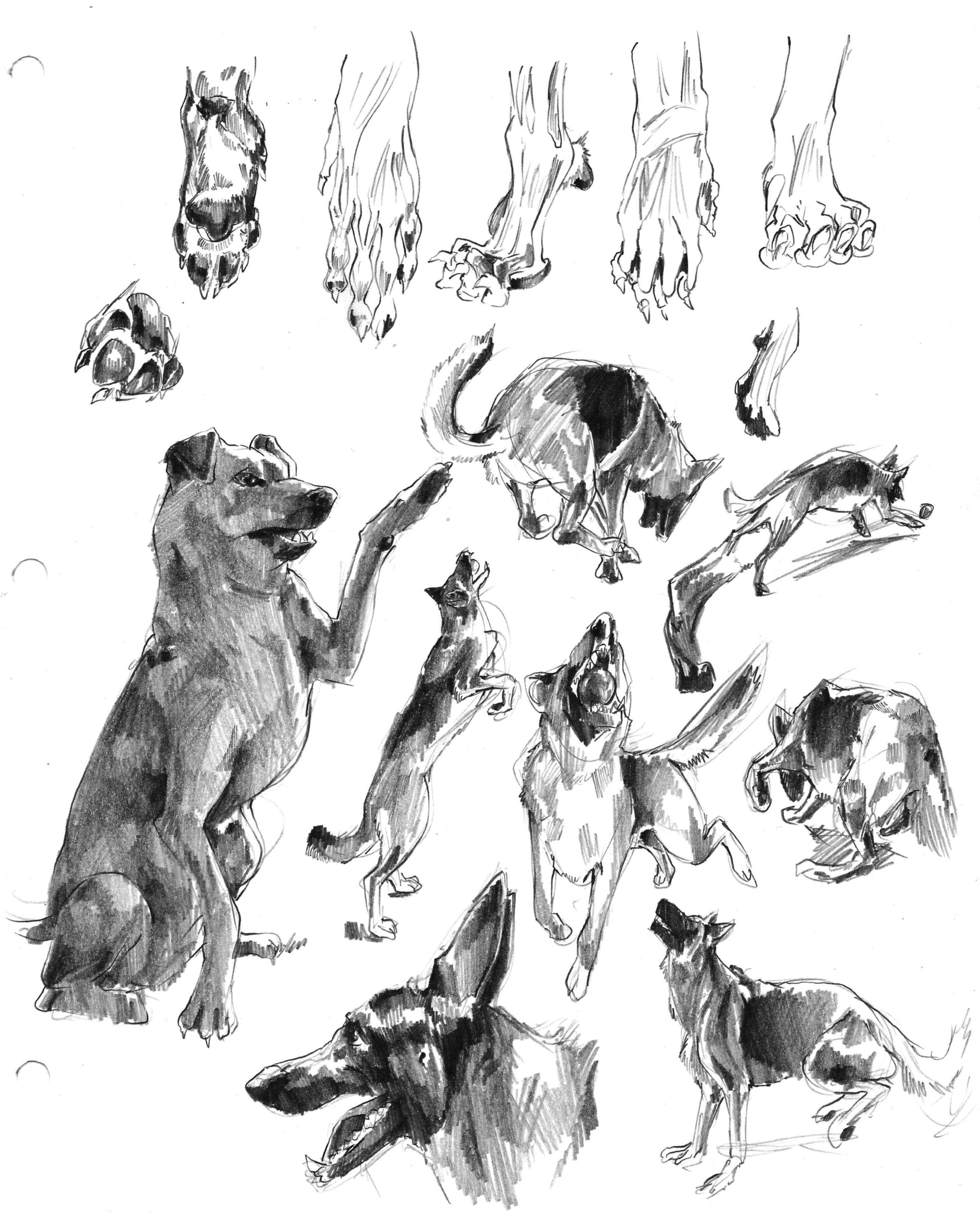 2501x3100 Dog Sketches - Dog Images Sketch