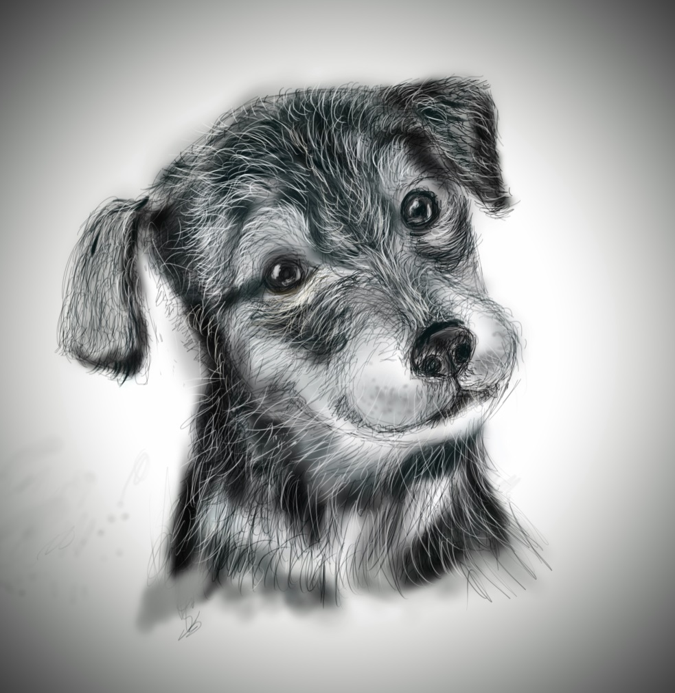 983x1008 Quick Sketch Of A Dog With Drawing Tablet - Dog Images Sketch