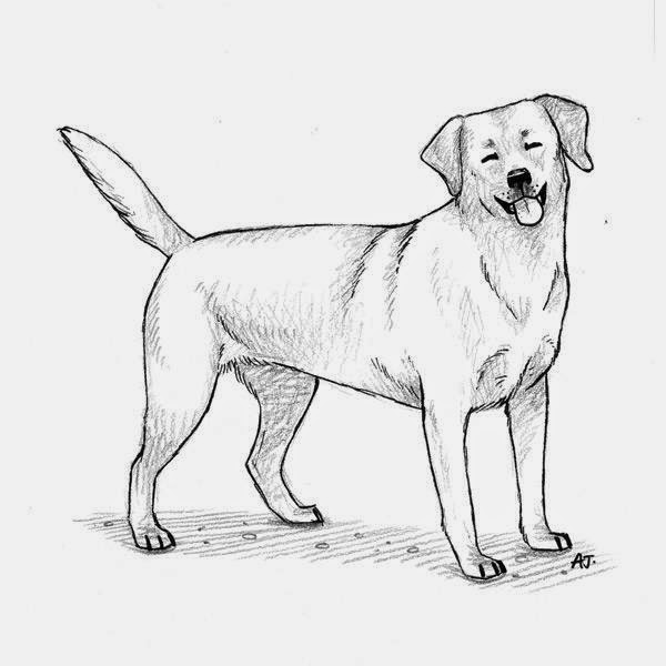 600x600 Rules Of The Jungle Sketch Drawings Of Dogs - Dog Images Sketch