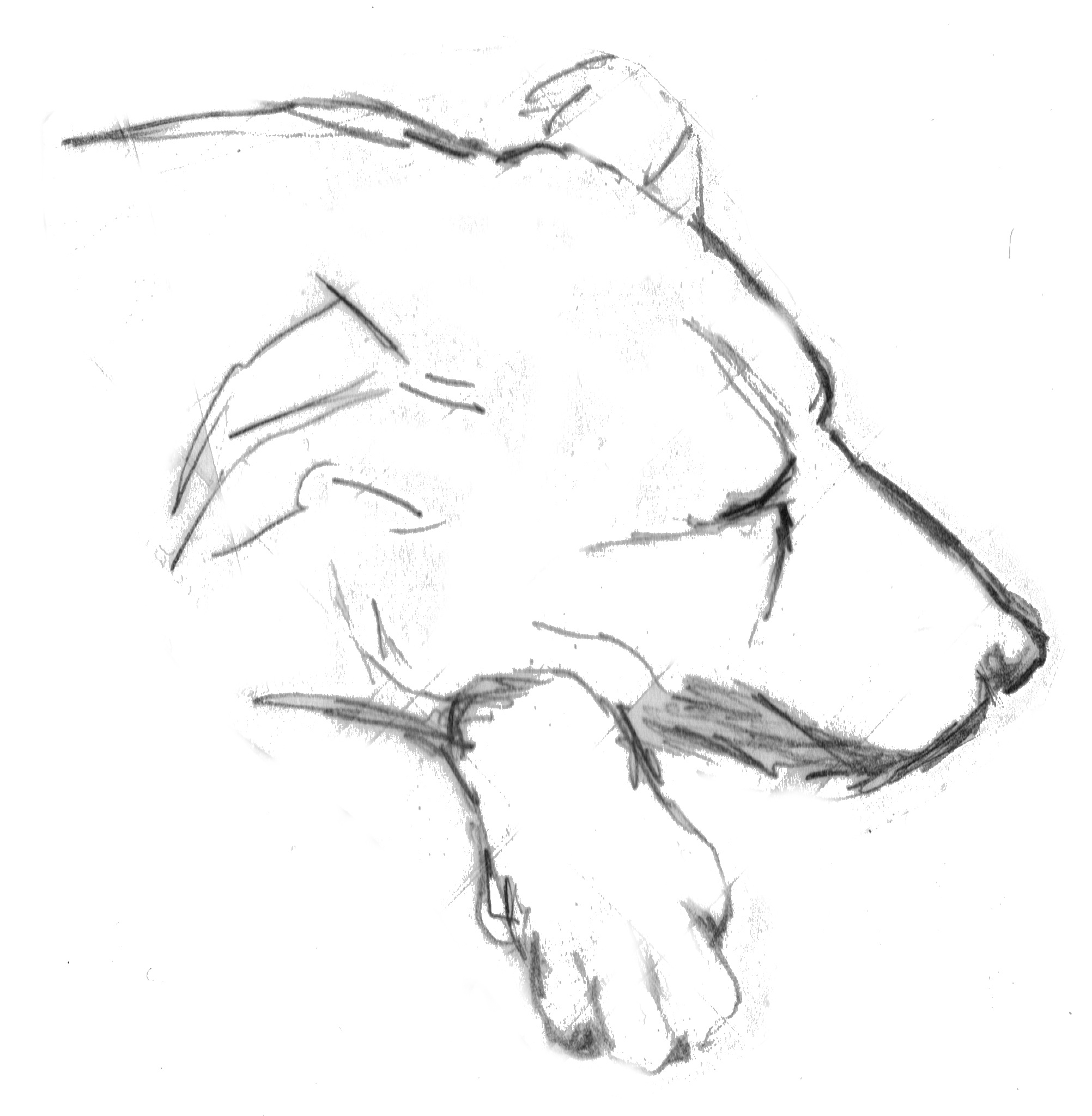 2004x2048 Free Images Hand, Black And White, Animal, Pet, Artwork, Sleep - Dog Line Sketch