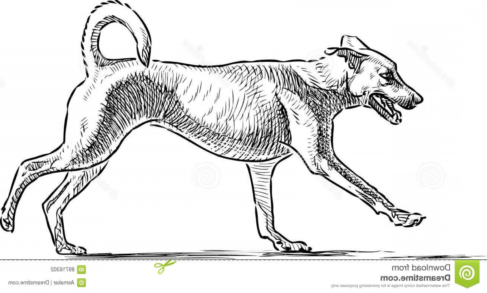 1560x940 Stock Illustration Sketch Running Dog Vector Drawing Walk Image - Dog Line Sketch