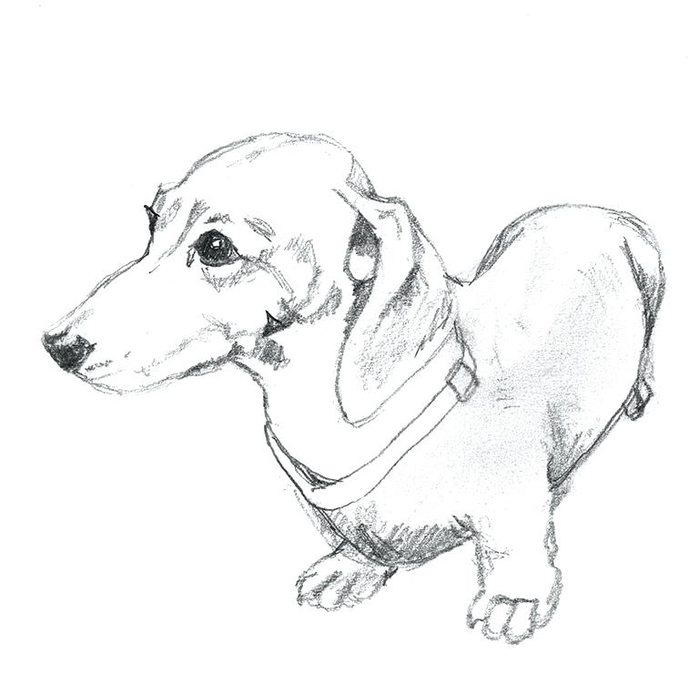 768x740 Drawings Of Dogs Elevateleaders - Dog Line Sketch