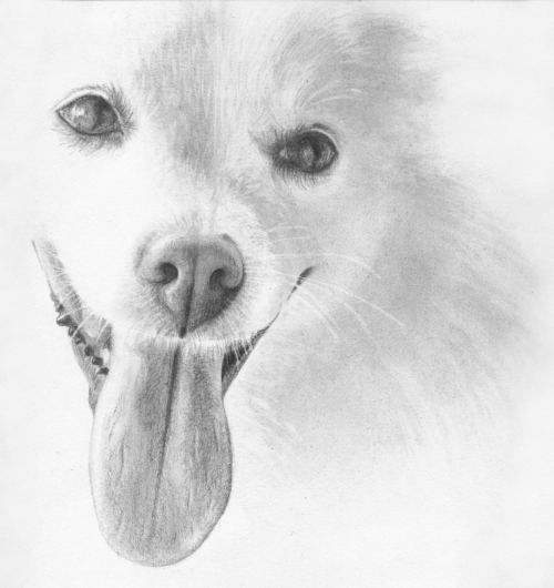 500x530 How To Draw Dogs Course Online Art Lessons - Dog Nose Sketch