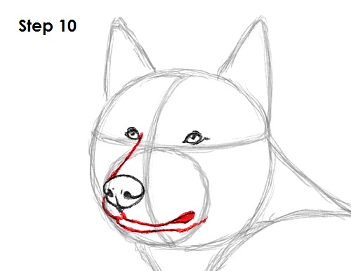 500x386 How To Draw A Dog (Husky) - Dog Nose Sketch