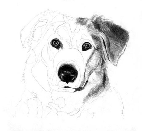 462x426 Learn How To Draw A Dog, Graphite Art Lesson - Dog Nose Sketch