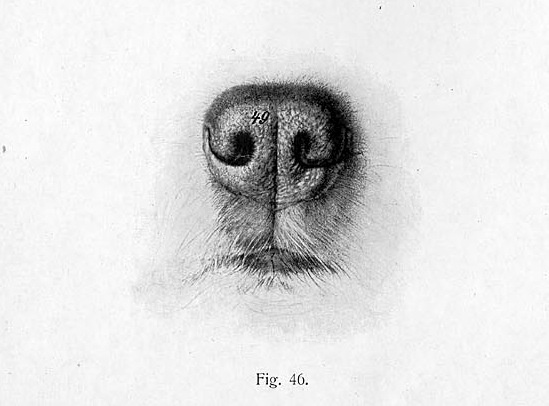 Dog Nose Sketch At Explore Collection Of Dog Nose