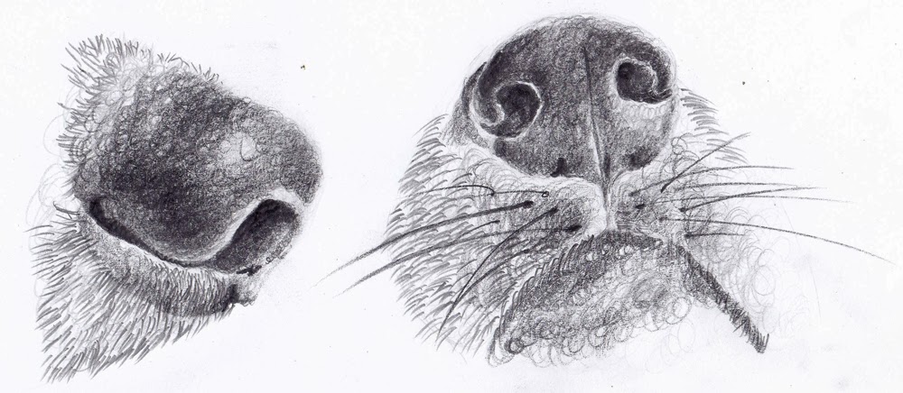 Dog Nose Sketch At Explore Collection Of Dog Nose