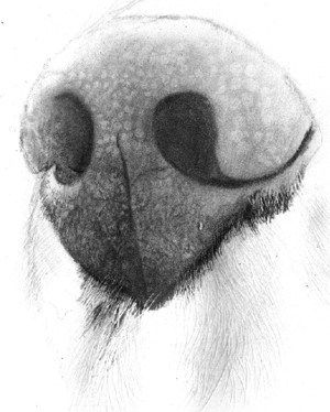 300x374 Drawing A Realistic Dog Nose With Pencil Art - Dog Nose Sketch