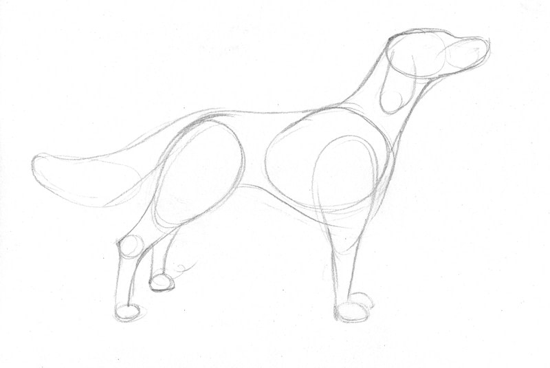 800x535 Draw A Dog In 15 Minutes How To Draw An Animal Drawing Art On - Dog Outline Sketch