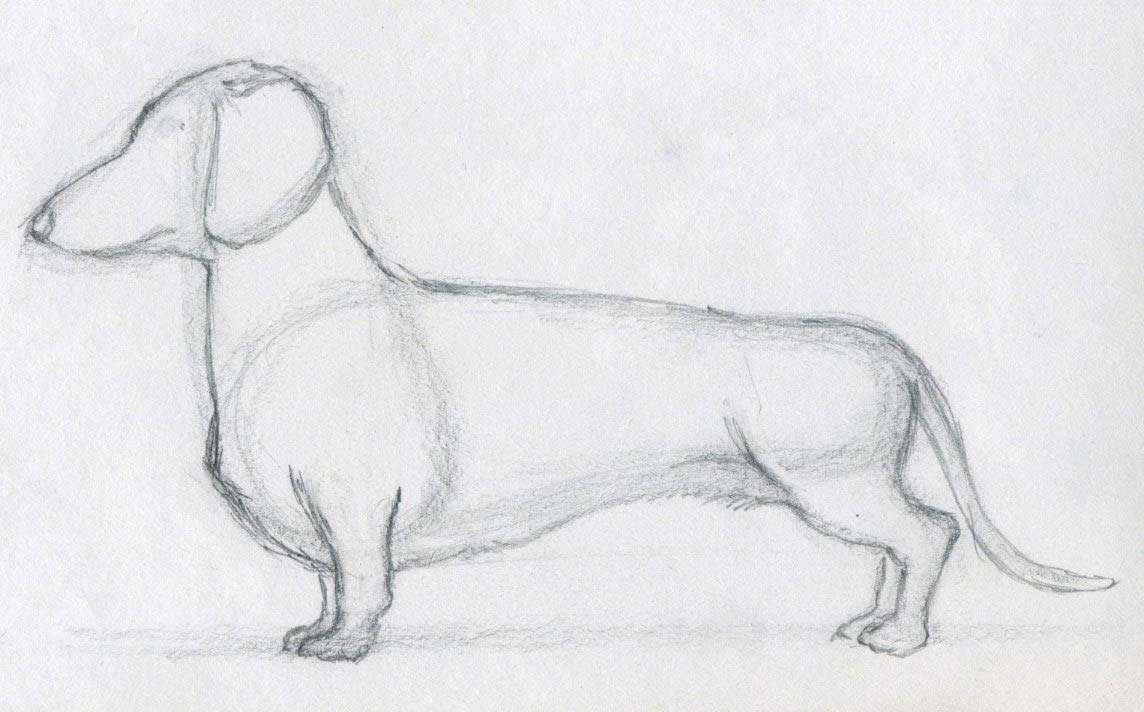 1144x712 How To Draw Dog - Dog Outline Sketch