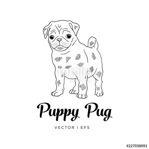 500x500 Vector Editable Colorful Sketch Of A Pug Puppy Dog. Black Outline - Dog Outline Sketch