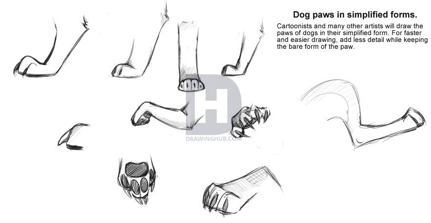 884x457 How To Draw Dog Paws, Step By Step, Drawing Guide, By Darkonator - Dog Paw Sketch