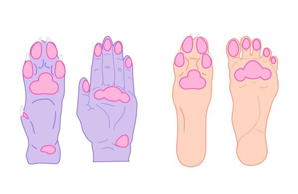 600x391 How To Draw Animals Dogs And Wolves, And Their Anatomy - Dog Paw Sketch