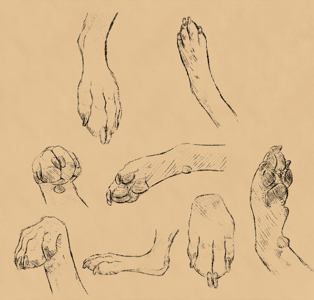 1048x1000 Dog Paw Study By Sqd - Dog Paw Sketch