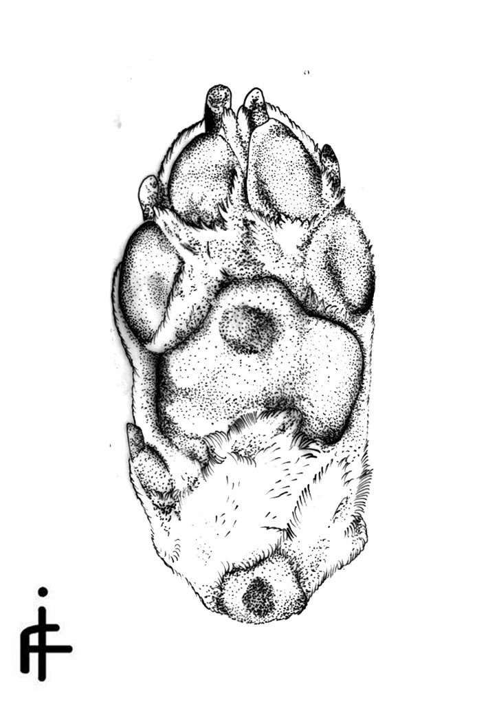 726x1024 Dog Paw Igor Frumin - Dog Paw Sketch