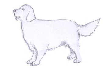 354x230 Drawing Pencil Sketches - Dog Pencil Sketch