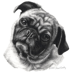 240x240 Gallery Of Dog Breeds - Dog Pencil Sketch