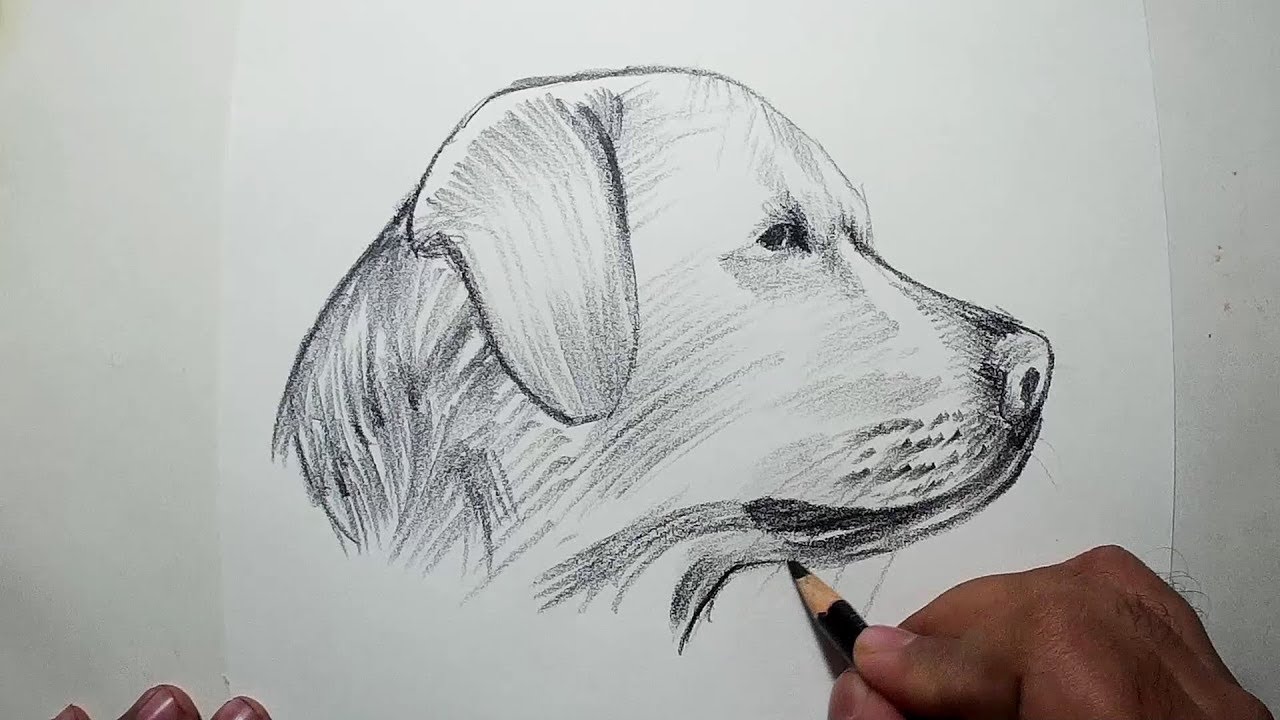 1280x720 How To Draw A Dog Head Easy Pencil Drawing - Dog Pencil Sketch